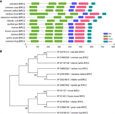 The Zebrafish Antiapoptotic Protein BIRC2 Promotes Edwardsiella piscicida Infection by Inhibiting Caspases and Accumulating p53 in a p53 Transcription-Dependent and -Independent Manner